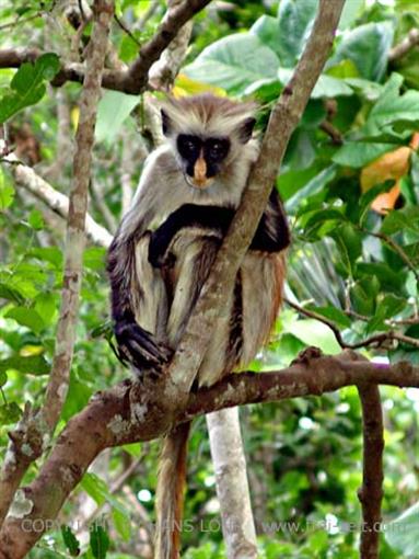 Monkeys and mangroves on Zanzibar, DSC06926c